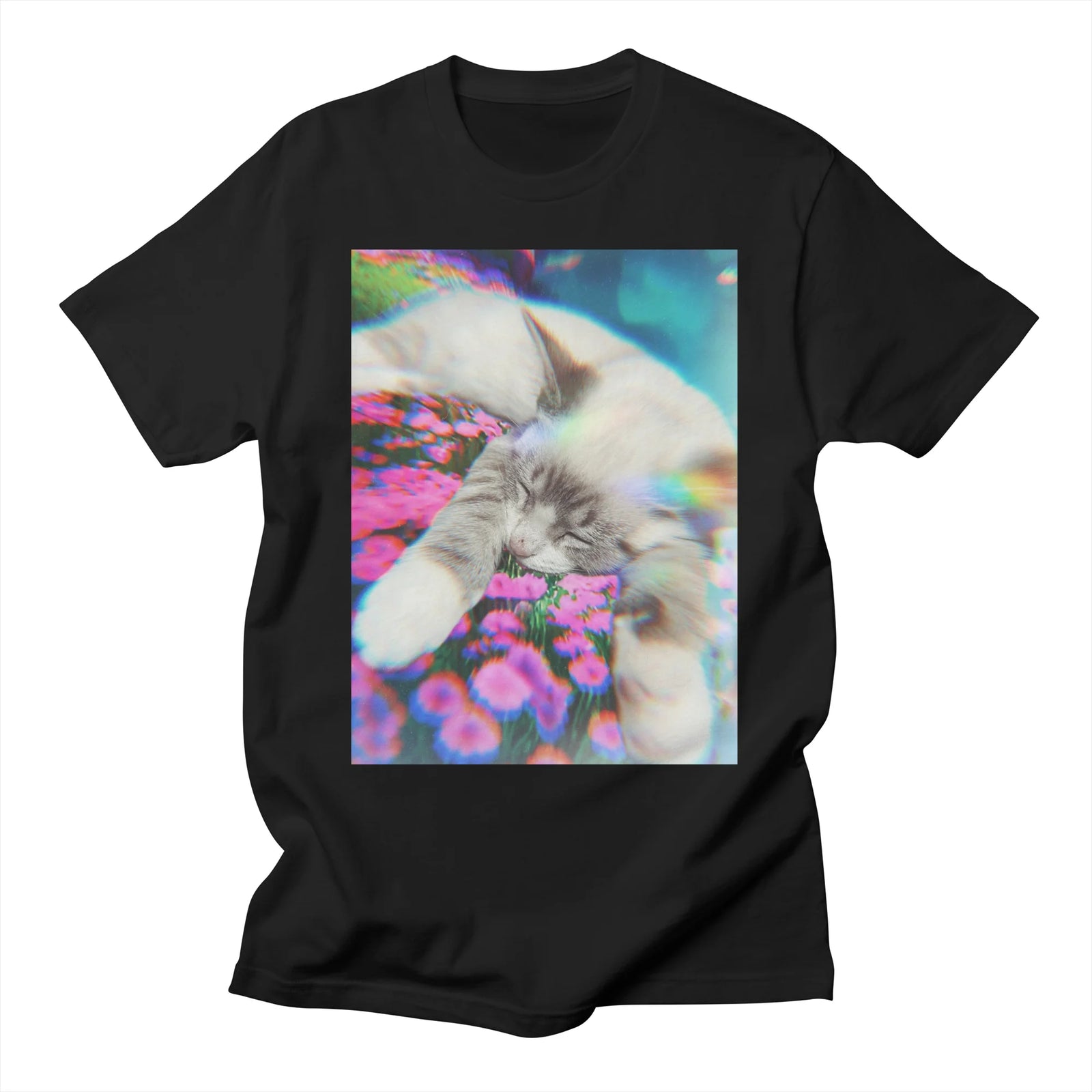 June DreamEuphoria Kitten